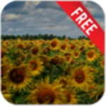 Logo of Flowers Reflection Free android Application 